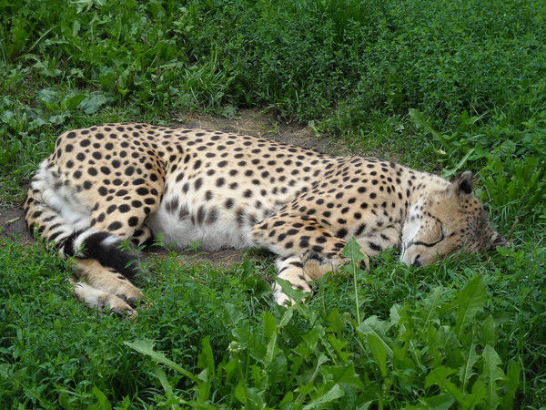 Иван Комарков