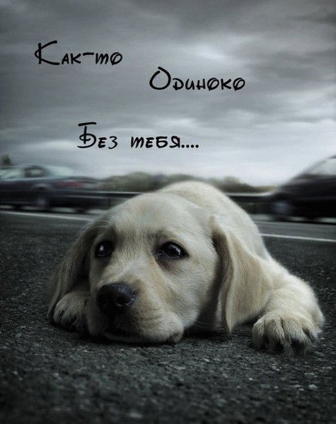 Андрей Плотников