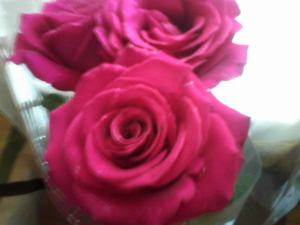 София Мусиенко