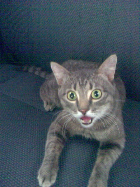 Александр Петрушкевич