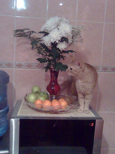 Наталья Шмальченко