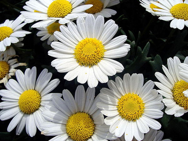 Юлия Попова