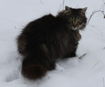 Лита Ласинская