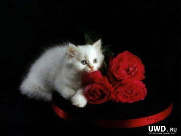 Кисуля ...........