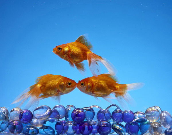 "шелек Су" Vodokonal