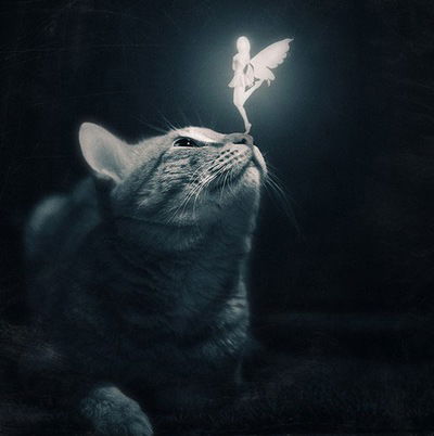 Снежана Заброда