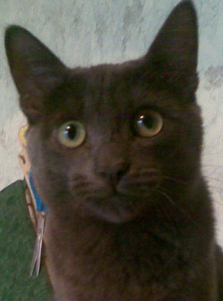 Александр Александров