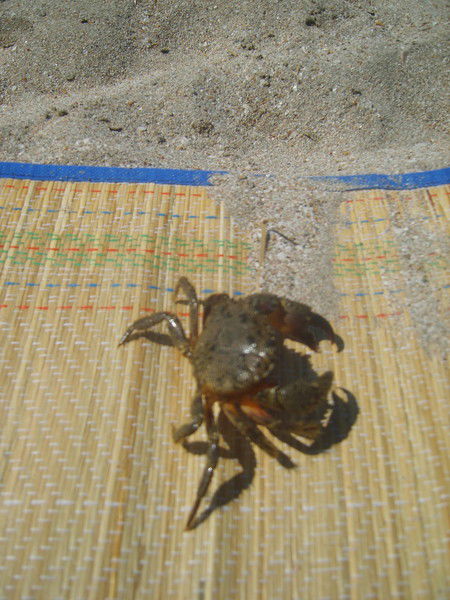 Тима Лихарев