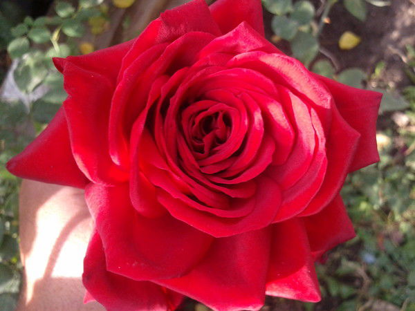 Асема Болатбекова