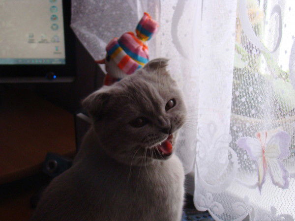 Алексей Головченко