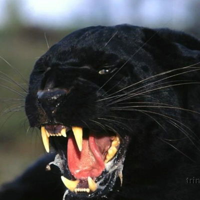 Денис Казак