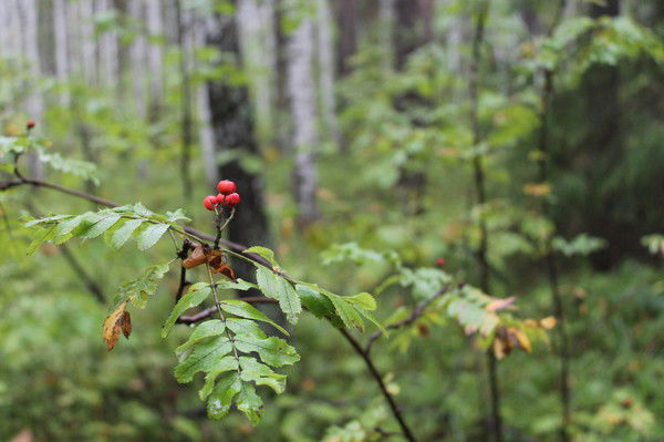 Татьяна Гурьева