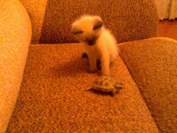 Рита Милова