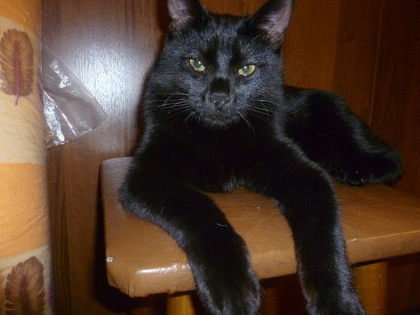 Елена Корнюшина