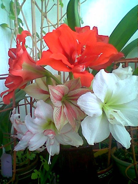 Любовь Кожухова