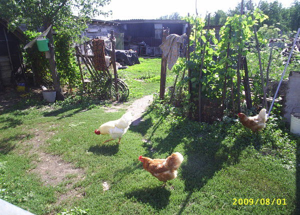 Галина Пархоменко