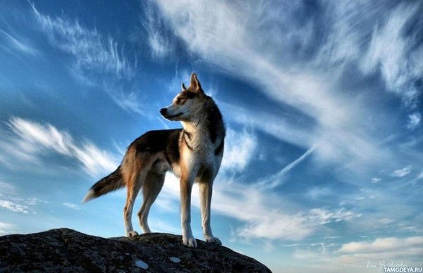 Роман Греков