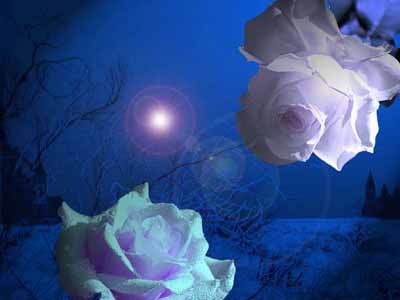 Елена Сергеева