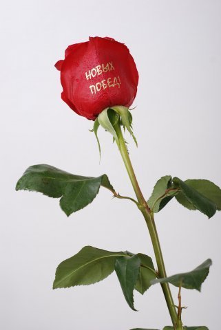 Наргис Азизова