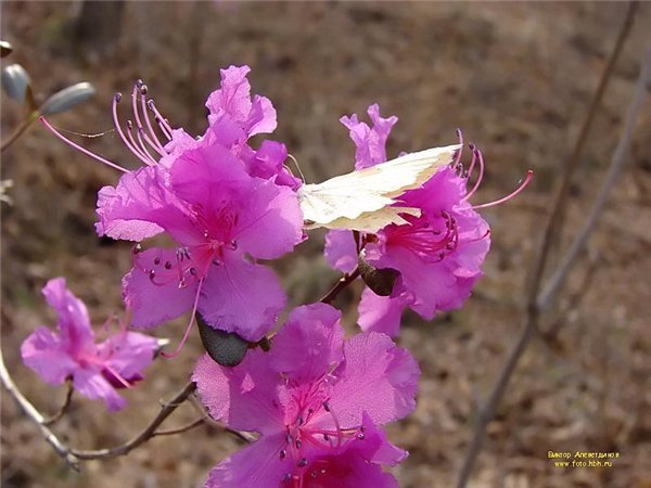Наталья Никифорова