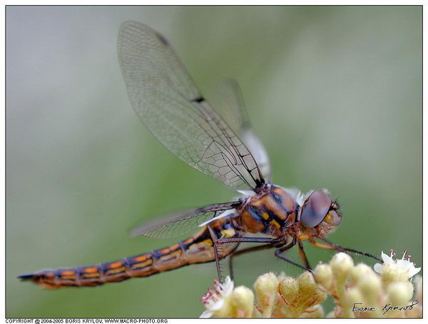 Светлана Рыжова