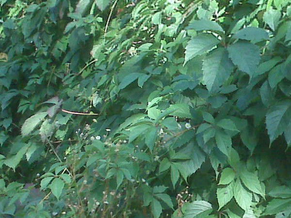 Виталий Иванович