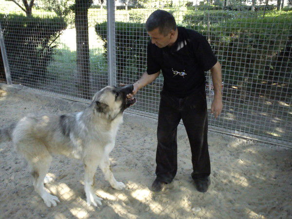 Tamazi Tevdorashvili