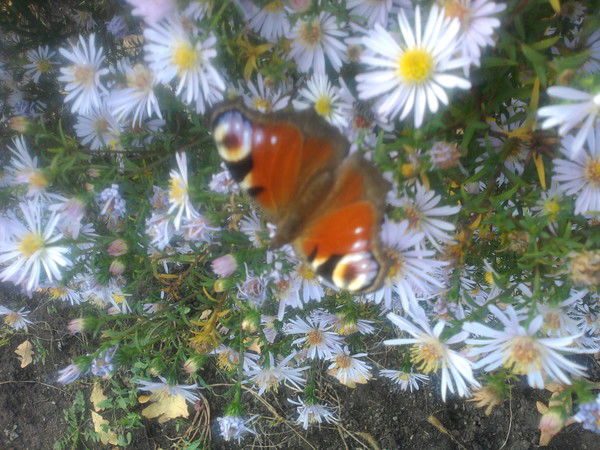 Юлия Черных