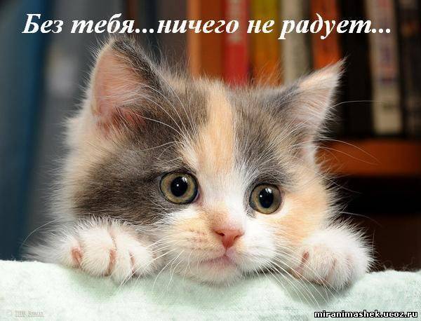 Хищник ............