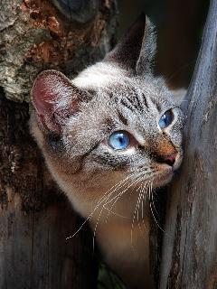 Мускатный Орех