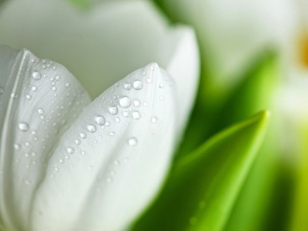 Елена Максимец