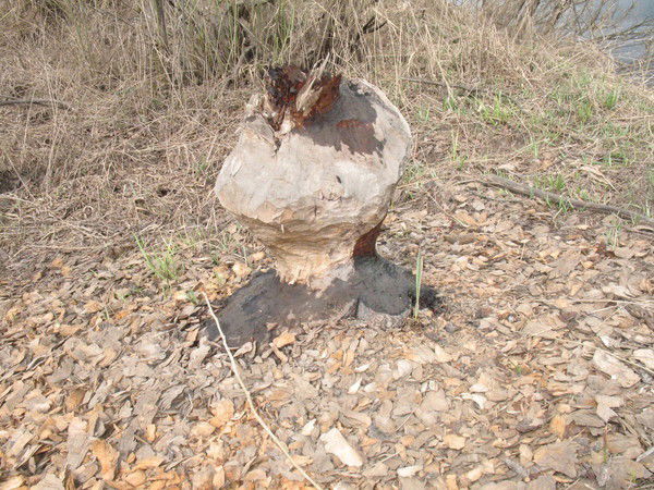 Каневский Александр