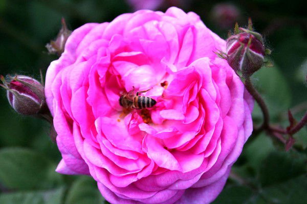 Александр Бойко