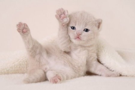 Людмила Добренко