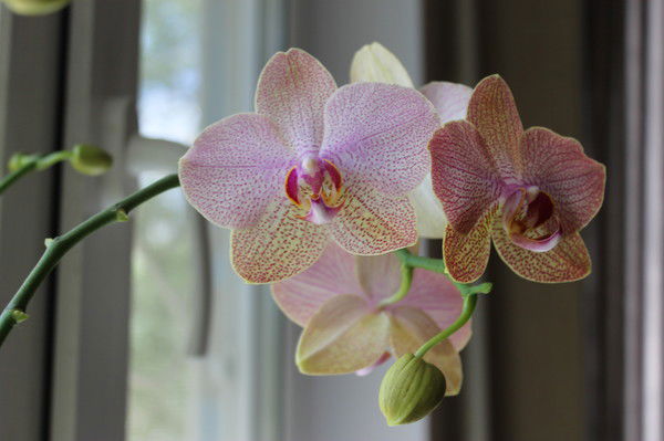 Марина Карпелло