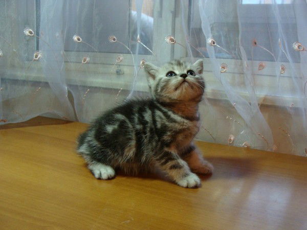 Елена Епишина