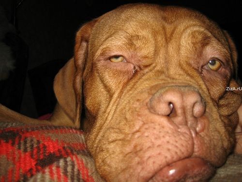 Константин Кулебякин