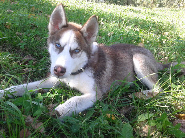 Диана ”*°•.winged.•°*”