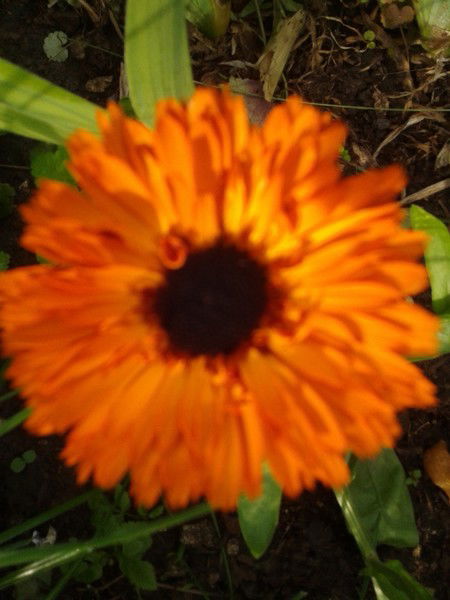 Галина Яникеева