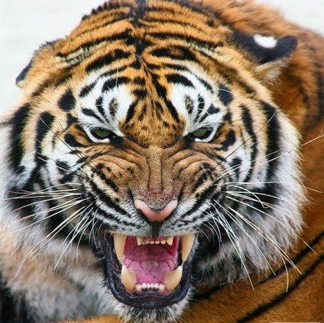 ***** Владимир *****