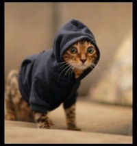 Артём Готовчиков