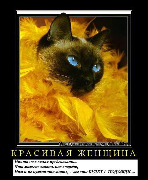 Люблю Кошек