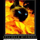 Люблю Кошек