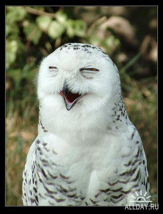 Владимир Сосновский