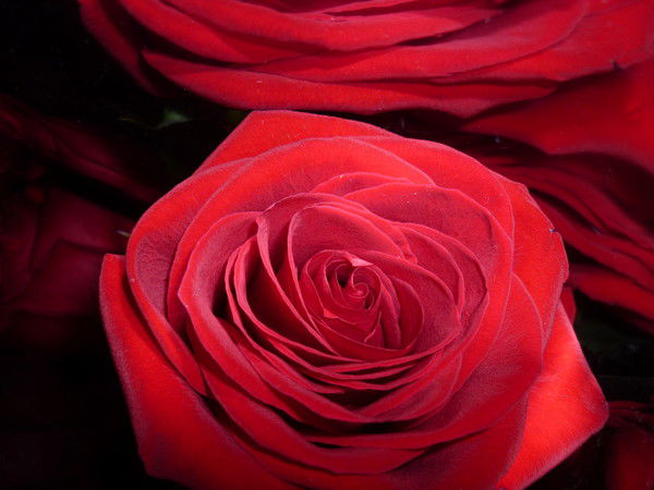 Елена Литвяк (Litvyak)