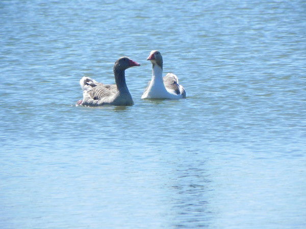 Татьяна Сафонова