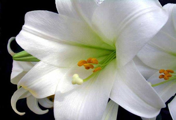 Виктория Одинцова