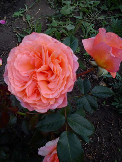 Маргарита Грахольская