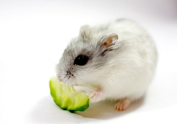 Людмила Моисеева