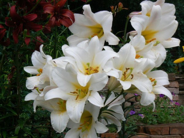 Лилия Козлова